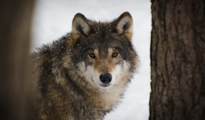 Жителей Пустошки беспокоят волки, выходящие к жилым домам