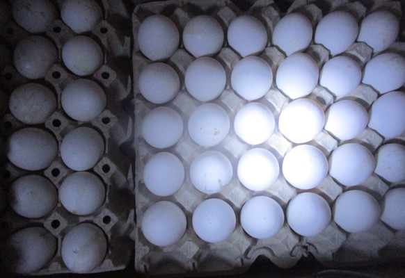 Федеральная антимонопольная служба разбирается в причинах подорожания яйц
